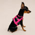 NUKENAI HARNESS 20mm/ XSサイズ / NEON