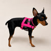 NUKENAI HARNESS 20mm/ XSサイズ / NEON
