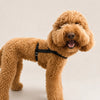 25'BONNEL HARNESS（L)